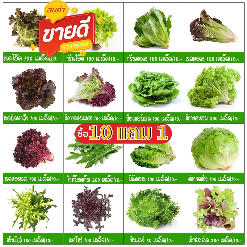 เมล็ดพันธุ์ ผักสลัด ชุดเมล็ดพันธุ์ผักสลัด 20-300 เมล็ด 10บาท 🌱มีคู่มือการปลูก🌱 ถูกที่สุด [10 แถม1 คละได้]