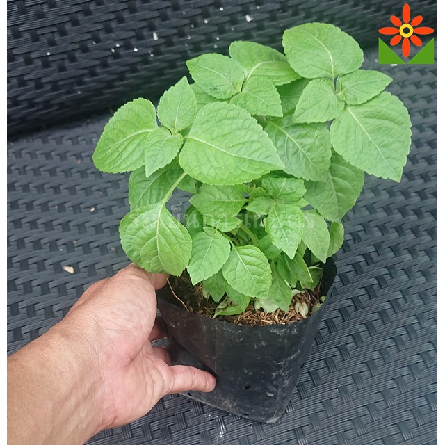 ต้นยี่หร่า ยี่หร่า กะเพราควาย ส่งพร้อมถุงดำ 5.5นิ้ว กระเพราควาย