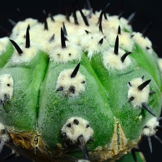 copiapoa cactus 30เมล็ด.-89