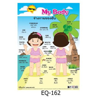 MY BODY ร่างกายของฉัน (หญิง) EQ-162 สื่อโปสเตอร์ภาพ กระดาษ หุ้มพลาสติก