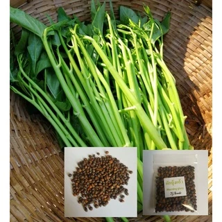 เมล็ดพันธุ์ ผักบุ้งแก้ว 20 กรัม 🪴{ซื้อ 10แถม2 คละได้}เมล็ดใหม่สมบูรณ์ อัตราความงอกสูง
