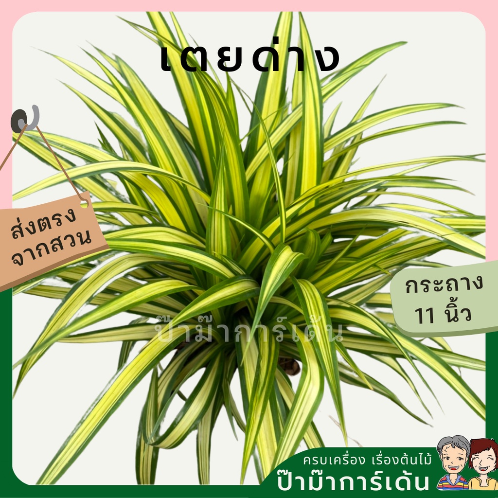 ต้นเตยด่าง เตยทอง ส่งพร้อมกระถาง 11 นิ้ว