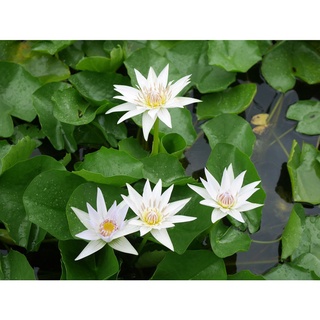 100 เมล็ด เมล็ดบัว สีขาว นำเข้า บัวนอก สายพันธุ์เมล็ดบัว Waterlily Nymphaea Seeds