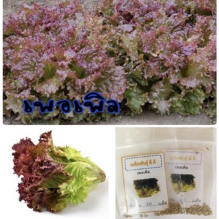 เมล็ดพันธุ์ ผักกาดหอมเพอเพิล Lettuce purple เพอเพิล ผักกาดหอม ผักสลัด