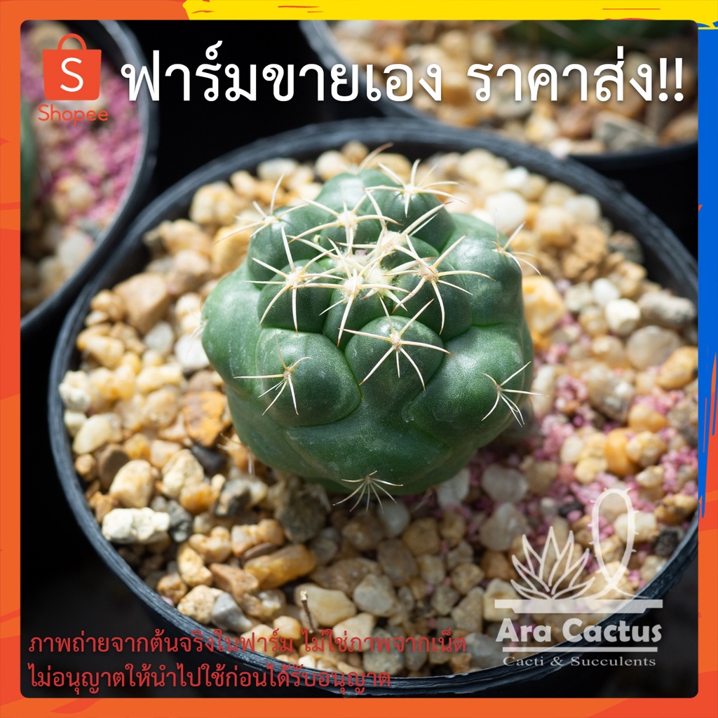 สวนขายเอง! กระบองเพชรช้าง Coryphantha elephantidens ไซส์กระถาง 2 นิ้ว แคคตัส ต้นไม้ประดับ อวบน้ำ แคนตัส ตะบองเพชร ราคา ถูกที่สุด ดีลบีเคเค แกลเลอรีภาพที่ 2