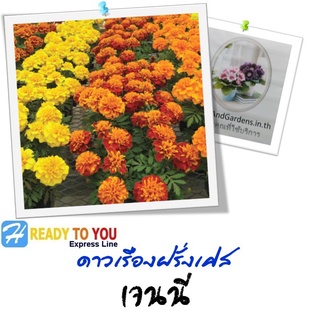 ดาวเรืองฝรั่งเศส (French Marigold) เจนนี่ 25 เมล็ด (จาก PanAmerican Seed Co.)