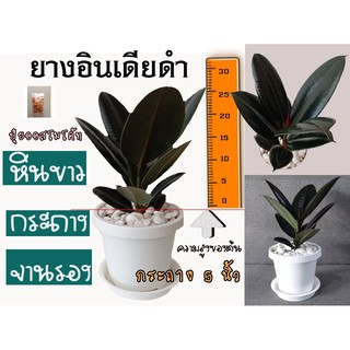 ยางอินเดียดำ Rubber plant แถมปุ๋ยฟรี1ซอง