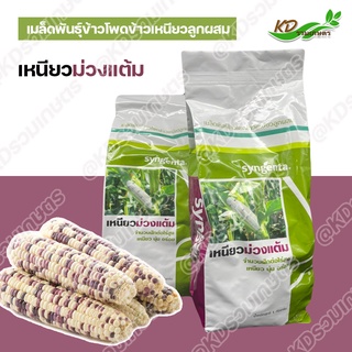 เมล็ดพันธุ์ข้าวโพด 1กิโลกรัม ข้าวเหนียวม่วงแต้ม(Syngenta)  เหนียวม่วงแต้ม เหนียว หวาน นุ่ม อร่อย🌽🌽