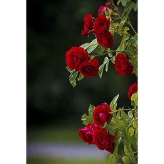 30 เมล็ด เมล็ดพันธุ์ กุหลาบพวง Floribunda Rose Seeds สีแดง ดอกหอม นำเข้าจากต่างประเทศ พร้อมคู่มือ เมล็ดสด ใหม่