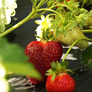 เมล็ดพันธุ์ Strawberry สายพันธุ์ Chandler 50 เมล็ด เมล็ดพันธุ์นำเข้าจาก ยุโรป