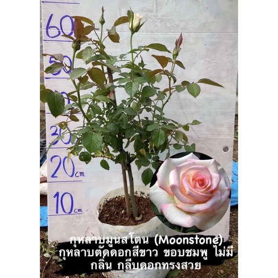 My Image 1
