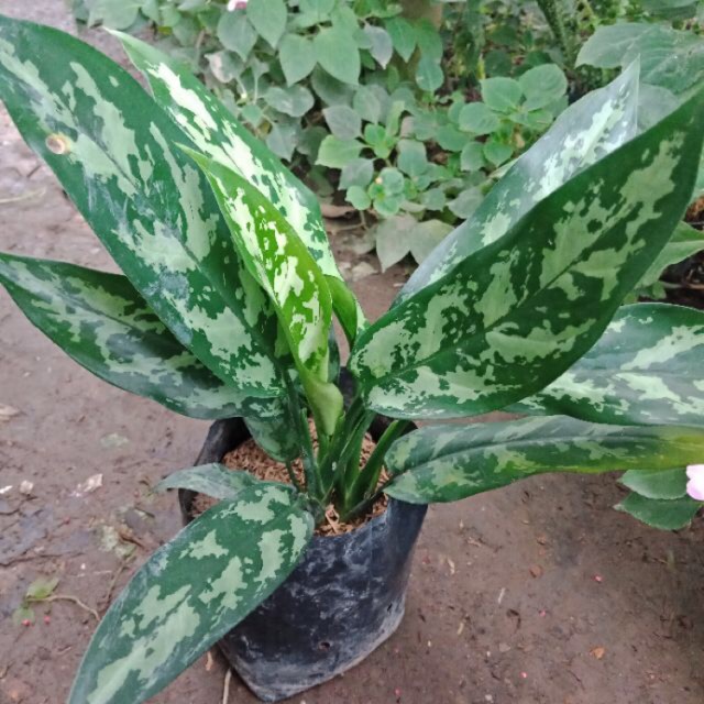 F287 เขียวหมื่นปี(ว่านขันหมาก) หรือแก้วกาญจนา Aglaonema (อโกลนีมา) #ไม้มงคล #สมุนไพร