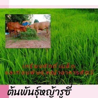 #เมล็ดหญ้ารูซี่ 1kg. พร้อมปลูกเดือน ม.ค.ปี69 #รูซี่เลี้ยงวัว #หญ้ารูซี่ #ruzigrass #เกรียงศักดิ์พันธุ์หญ้าสกลนคร