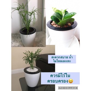 🌱กระถางแบบระบบรดน้ำในตัวสีขาวฮิตออต🍃สะดวก ง่ายต่อการใช้งาน