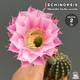 อิชินอปซิส ไฮบริด แองเจิล #กระถาง 2 นิ้ว Echinopsis แคคตัส กระบองเพชร cactus&amp;succulent