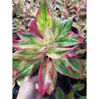 ต้น Aglaonema สยามออเร้นท์