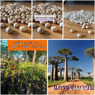 เมล็ดเบาบับสายพันธุ์แกรนด์(Grandidier_baobab)เมล็ดใหม่สดตรงปก🌱เมล็ดละ35บาท🌱ชุดละ5เมล็ด175บาท