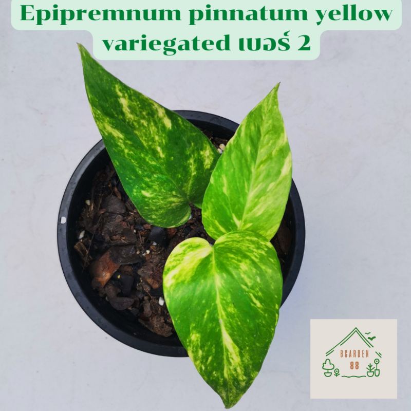อิพิเบอร์ ​2​ เยลโล่เฟรม แท้ 100% 🌱ลายเปลวไฟ🔥🔥 Epipremnum Pinnatum Yellow Flame ถ่ายจากต้นจริงเท่านั้น🔅