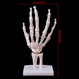 *❤❤Hand Joint Anatomical Skeleton Model Medical Anatomy Study Tool Life Size