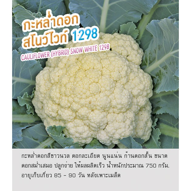 เมล็ดพันธุ์ กะหล่ำดอก กระหล่ำ สโนว์ไวท์ 1298 - Cauliflower (Hybrid) Snow White 1298 ตราดอกแตง เมล็ดผัก คุณภาพ