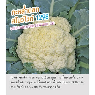 เมล็ดพันธุ์ กะหล่ำดอก กะหล่ำ สโนว์ไวท์ 1298 - Cauliflower (Hybrid) Snow White 1298 ตราดอกแตง เมล็ดผัก คุณภาพ