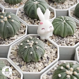 🐇 ตุ๊กตากระต่าย ชุดกระต่ายเก็บผัก ตุ๊กตาประดับกระถาง แต่งสวน ตั้งโช ขนาดเล็ก น่ารัก 🐇