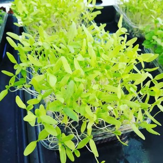 เมล็ดไมโครกรีน Green Amarath Microgreen บรรจุ 1000 เมล็ด