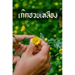 เก๊กฮวย ต้นเก๊กฮวย ดอกเหลือง ดอกดก ทนแล้ง ทนโรค