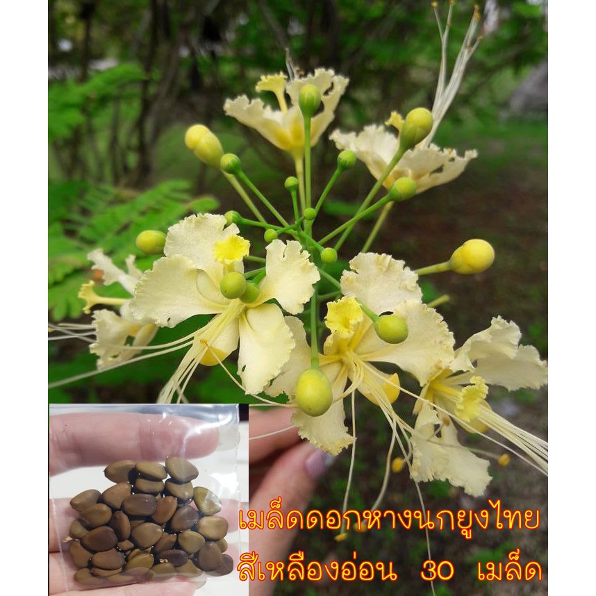 เมล็ดดอกหางนกยูงไทย สีเหลืองอ่อน 30 เมล็ด