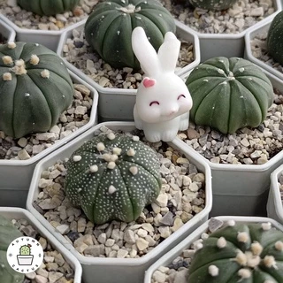 🐇 ตุ๊กตากระต่าย ชุดกระต่ายเก็บผัก ตุ๊กตาประดับกระถาง แต่งสวน ตั้งโช ขนาดเล็ก น่ารัก 🐇