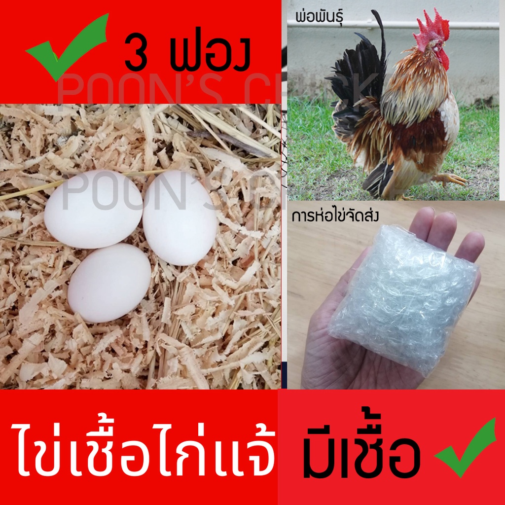 ไข่เชื้อไก่แจ้  พ่อสีทอง + พ่อสีเบญจรงค์ สำหรับฟักตู้หรือแม่ไก่กกเท่านั้น ไข่เก็บสด ไม่ดองไข่