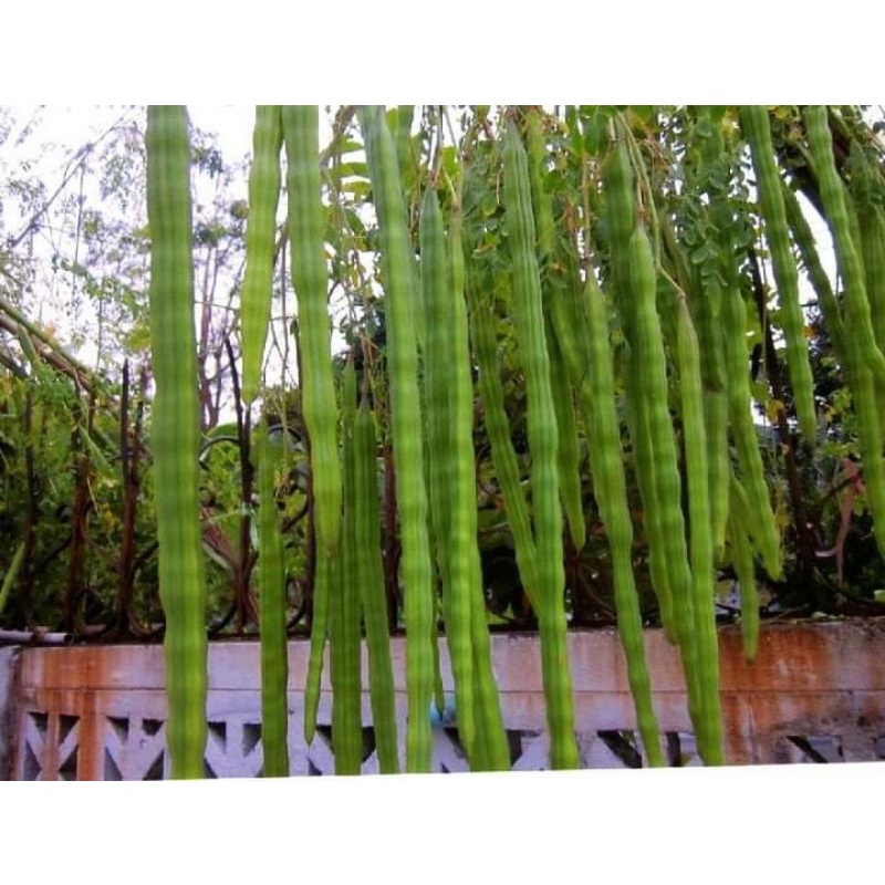 มะรุม​ยักษ์​ ขายเมล็ดพันธุ์1ชุด​50​บาท​บรรจุ​100เมล็ด​น้ำหนัก​30​กรัม - รูปที่ 4