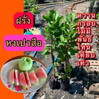 ฝรั่งไส้แดง​หงเป่าสือ  รสชาติดี หวาน กรอบ อร่อย ปลูกง่าย 4-5 เดือนติดผล