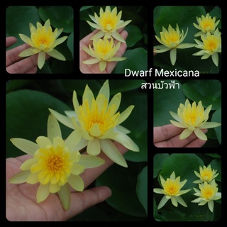 บัวแคระ เม็กซิคาน่า "Dwarf Mexicana"