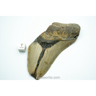 [อายุกว่า 20 ล้านปี!] #M48 ฟอสซิล ฟันฉลามยักษ์ Megalodon Fossil Tooth ขนาด 3.74" หนัก 127g จาก USA