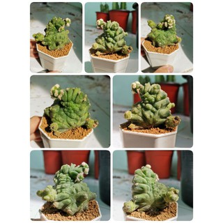 ยิมโนมอนส์เตอร์ ไม้เมล็ด ไม้แปลก กระบองเพชร​ แคคตัส cactus ยิมโนแปลก ปีศาจ