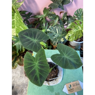 Colocasia coal miner 💚💚รูปสุดท้ายต้นแม่คะ 💚