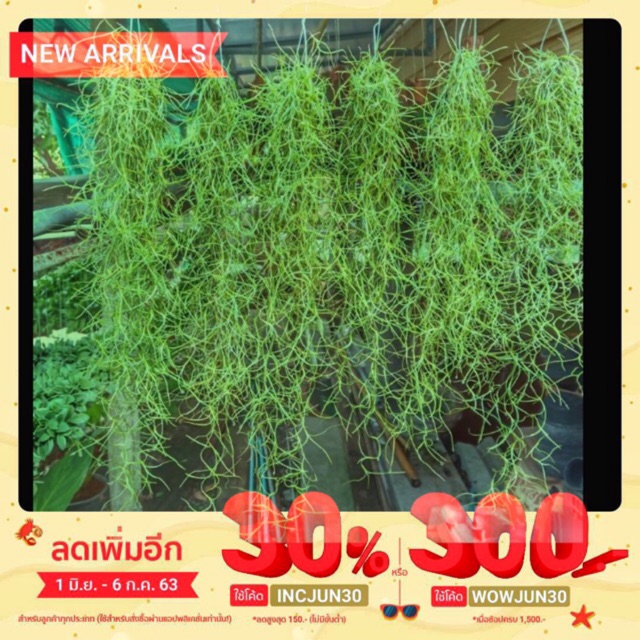 เคราฤาษีช่วยกรองฝุ่นมลภาวะ☘️🌿🌱☘️☘️☘️☘️🌱🌱🌱🌱🌱🌱🌱☘️☘️☘️☘️☘️☘️☘️🌱🌱🌱🌱🌱🌱🌱☘️☘️☘️☘️🌱🌱☘️☘️🌱🌱☘️☘️☘️🌱🌱☘️