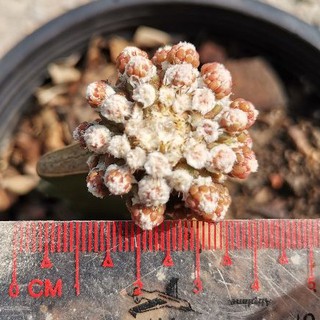 ยิมโนมอนส์เตอร์ คริส ด่าง GYMNO Cactus แคคตัส กระบองเพชร ไม้อวบน้ำ ไม้กราฟ​