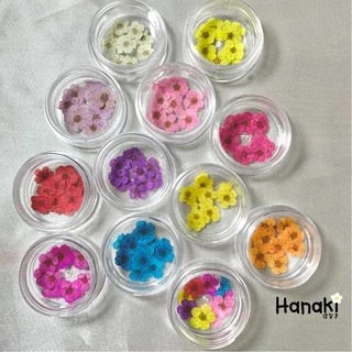 【พร้อมส่ง】ดอกพลัม ดอกพลัมทับแห้ง (Plum)💐กระปุกละ 10 ดอก Pressed Flowers💐