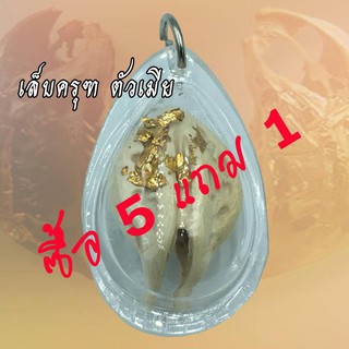 พญาเล็บครุฑ เล็บครุฑ มหาอำนาจ ตัวผู้ ตัวเมีย ป้องกันภัย กระจับเงิน กระจับทอง