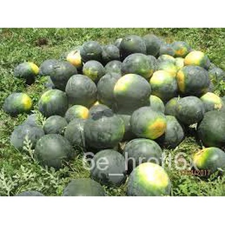 JUMBO WATERMELON SEEDS "BUFFALO" BIG SIZE PAKWAN FRUITกางเกง/เสื้อ/มะละกอ/กุหลาบ/คื่นฉ่าย/เด็ก/ผักชี/สวน/ดอกทานตะวัน/ผู