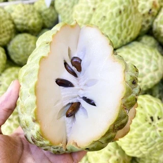 น้อยหน่าเพชรปากช่อง‼️ เม็ดน้อย เนื้อเยอะ ( 🌟พร้อมส่ง ! ) หวานๆ เก็บสดจากสวน💯 ไซต์เล็ก 4-5 ลูกโล