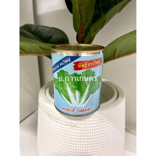 ใช้โค้ตพร้อมกันได้ ผักกาดขาว พันธุ์ขาวใหญ่ ตราปลาทอง ขนาด80กรัม เมล็ดผักกาดขาวใหญ่ ก๊อบแก๊บ