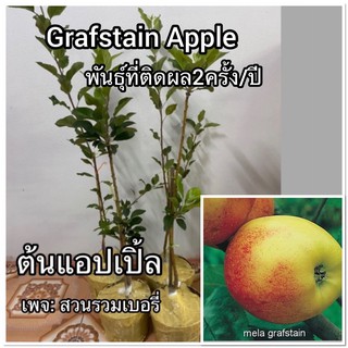 ต้นแอปเปิ้ล grafstain apple แอ๊บเปิ้ล