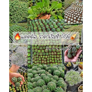 กระบองเพชร cactus ราคาถูกเลือกชนิดได้ ยิมโน อิชินอปไฮบริด มะพร้าวทะเลทราย แมมมิลาเรีย