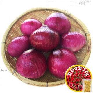 20PCS Biji Benih BAWANG MERAH AMERICA red onion seeds hasil banyak merah/crunchy/juicy onion seeds裙子/上衣/母婴/向日葵/文胸/香菜/手链/