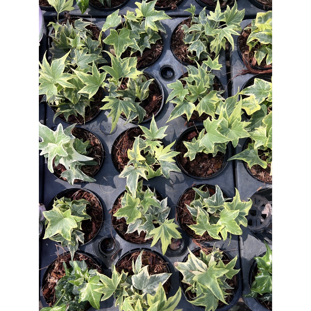 มุมมอง 2