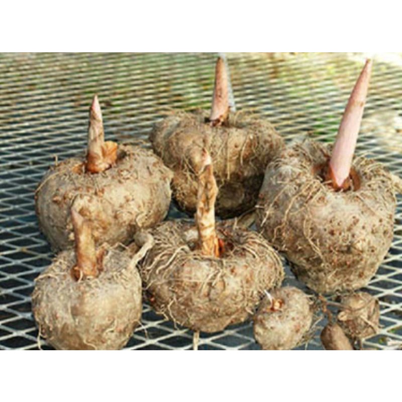 เหลือ 9.- โค้ด MON557HU บุกป่า หัวสวยๆ อวบๆ 🌱🌱