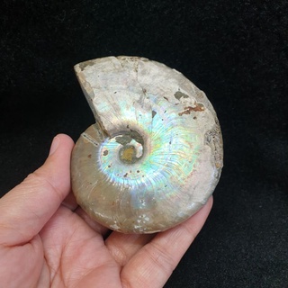 ฟอสซิลหอย แอมโมไนท์ แอมโมไนต์ ฟอสซิล(Ammonite)สีรุ้ง ยาว 9.2 ซม. กว้าง 7 ซม.หนา 2.5 ซม. น้ำหนัก 238.3 g.